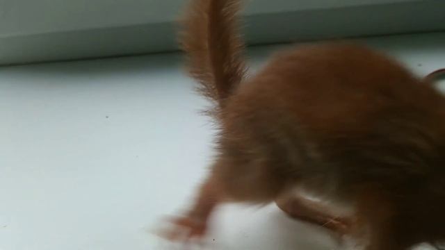 Белка Люся. 🐿️ Пейте, дети, молоко 🍼 ... смотреть онлайн