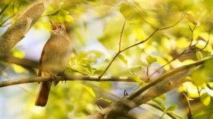 Пение соловья в природе