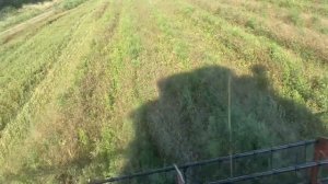 Уборка кориандра на подземном поливе.