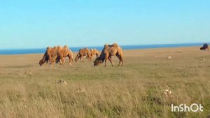 Верблюды в Крыму. Черноморский район  #верблюды