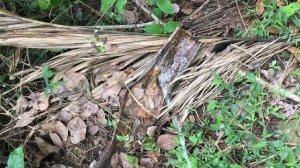 Peeing beautifully | Mr. pee | Boy Peeing in outside | pissing