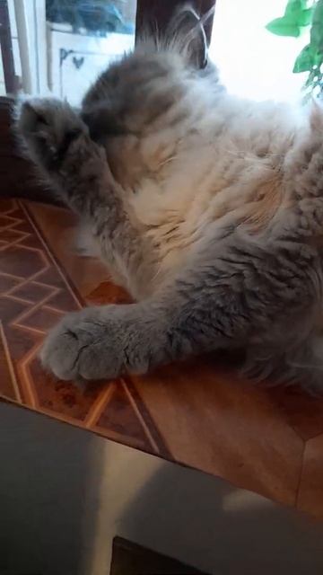 Релакс от Буняши!Чихуахуа Пулька, шотландская кошка Буня и шиншилла Боцман. 16.06.2022. смотреть онлайн