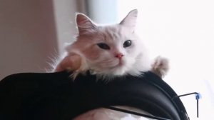 Гамак прозрачный для кошек