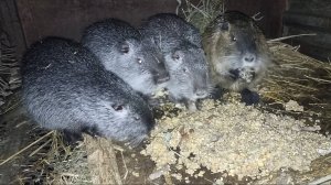 НУТРИИ бесятся и опять ломают клетки. Строим планы на завтра. 01.02.25