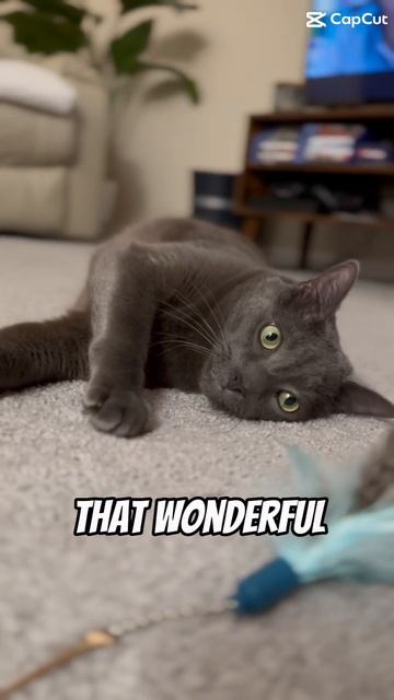The face! Wonderful #purr #cats #bluecat #cat #funny #catpurr #cutepets #kitten #kitty #catcat