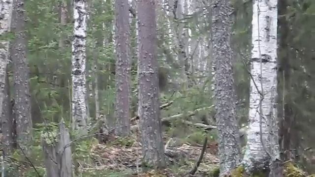 SDC10918.AVI смотреть онлайн