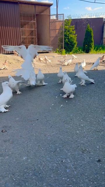 Наши Андижаны. #голуби #андижанские смотреть онлайн