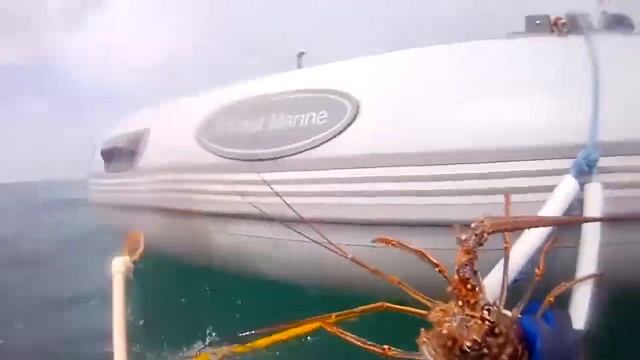 The Fla 2018 Lobster Season How to Get Them смотреть онлайн