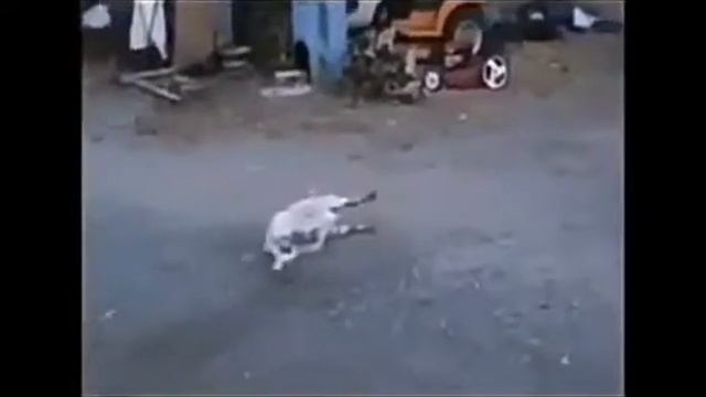 10000 рентген, мощность русского мата! смотреть онлайн