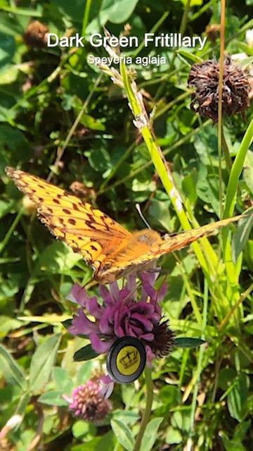 Beauty butterfly🦋 Dostojka aglaja 🌸ギンボシヒョウモン смотреть онлайн