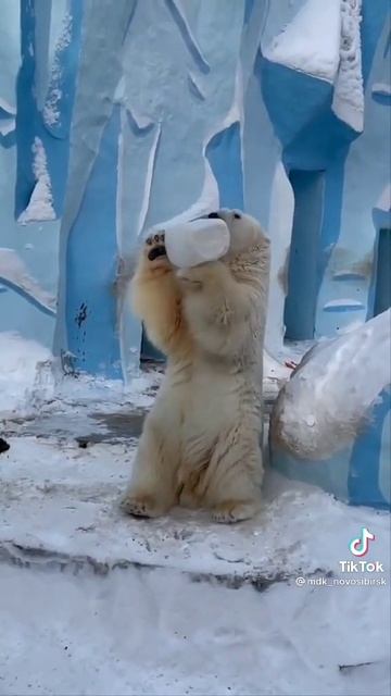 мы сняли медведя в зоопарке со льдом смотреть онлайн