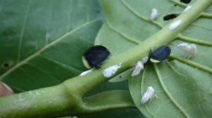 Membrácidos en una planta del género 'Coccoloba' / Treehoppers in a plant of the genus 'Coccoloba'