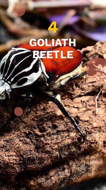 Biggest Insects Ever Found: Exploring the World of Giant Bugs 🕷️ смотреть онлайн