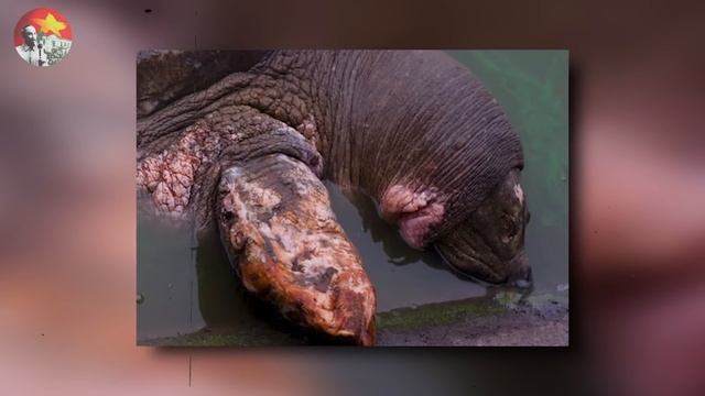 SỐC: Lộ Diện Kẻ Xuống Tay Lấy Đi Mạng Sống Của Cụ Rùa Hồ Gươm - Người Dân Việt Nam Nghẹn Ngào смотреть онлайн