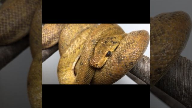 ORANGE DARK PATTERN Amazon Tree Boa Corallus Hortulanus #shorts #reptiles #snakes #boa #python