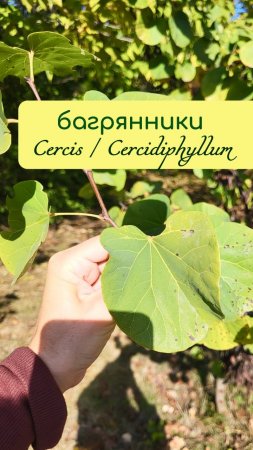 БАГРЯННИК европейский и японский