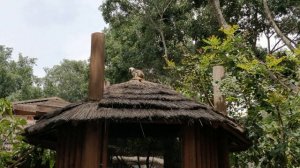 Король обезьян 4