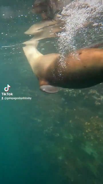 Just play like Galápagos Sealion смотреть онлайн