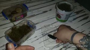 Распаковка улиток