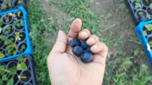 Обзор винограда Кадрянка