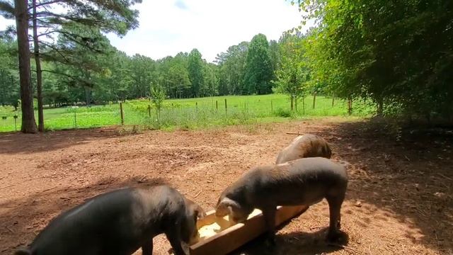Weighing Pigs With A Tape Measure смотреть онлайн