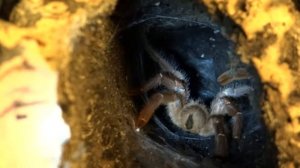 Pelinobius muticus Paarung (mating)