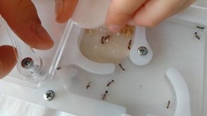 🐜Битва муравьёв. Один против всех