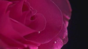 Расслабляющая музыка - Цветы