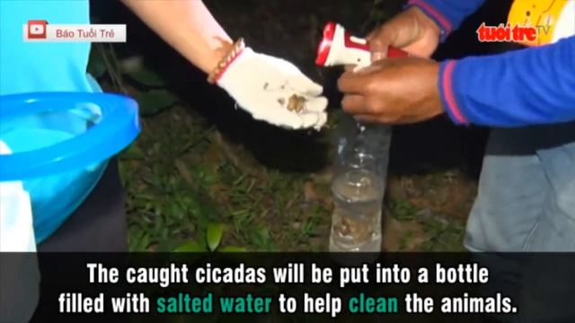 Catching cicadas for food in Vietnam’s Mekong Delta