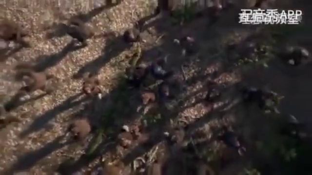 Танец обезьян (уйгурский) смотреть онлайн