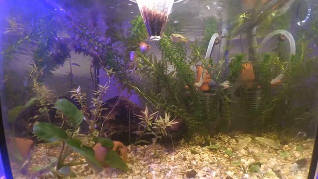 Вечерняя кормешка тетрадонов