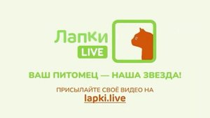 Лапки Live hd заставка кот ( 12.04.2024 г.) 00:06 мск