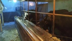 Aravan KG: Мол бокиш бизнес план Янгича усуллари синаб коринг