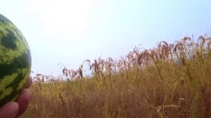 Охота на ФАЗАНА!!! Без собаки сложнее, но интересней!