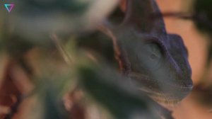 ▽ Самые трусливые животные