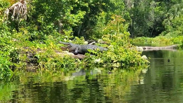 Alligator at King's Landing смотреть онлайн