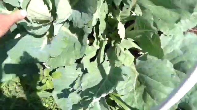 Капуста на целине. Первый опыт.