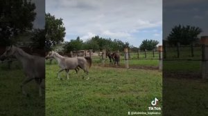 Арабский жеребчик в два месяца/Разведение арабских лошадей
