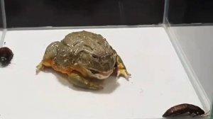 Самый умный Таракан 😂 Мадагаскарский таракан.