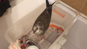 Чайка Боб подрастает! Содержание чайки в домашних условиях. К чему быть готовым?