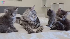 ▽ Самые удивительные кошки