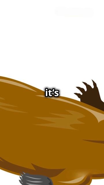 Amazing Facts About Australian Animals! #funfacts #education #funnyshorts #usa #viral #summer смотреть онлайн