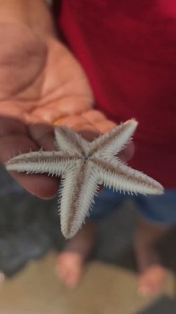 #live starfish# #maavilakadappuram#🌟⭐🐙🐚