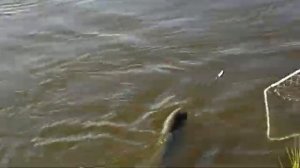 Рыбалка в Харабалях. Астраханская область. Вываживаю хорошего белого амура.