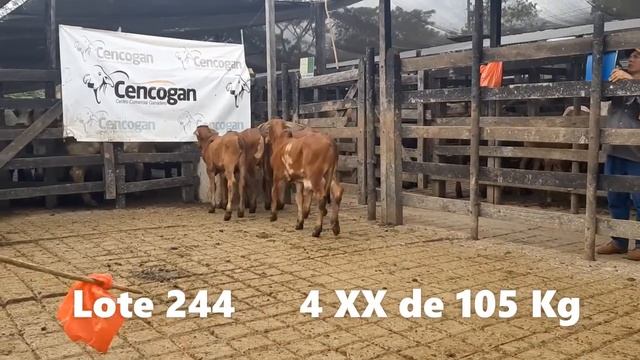 4.244 4.244