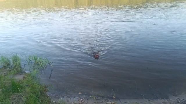 игровая мотивация для питбулянастоящий питбуль должен быть только таким без агрессии к людям