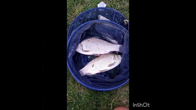 Гибрид карася и карпа в своем пруду..есть ли смысл? смотреть онлайн