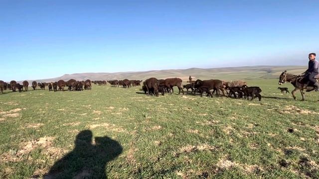 Айбек комментирует овцу КХ Нурзода 2023 смотреть онлайн