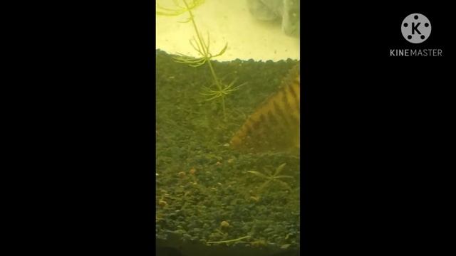 Кормление рыбки смотреть онлайн