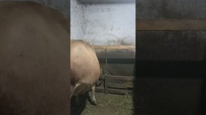 в каком возрасте нужно осеменять джерсейских тëлок🐂